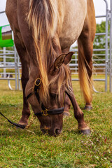 Piękny, czystej krwi młody koń pasący się na łące. Koń na pastwisku. Koń jedzący trawę. © Aneta
