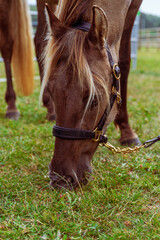 Piękny, czystej krwi młody koń pasący się na łące. Koń na pastwisku. Koń jedzący trawę. © Aneta