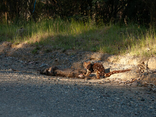 Tiger quoll, Riesenbeutelmarder frisst Kadaver am Strassenrand in Tasmanien.