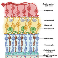 Detailed Vector Illustration of the Different Layers of the Retinal Membrane: A Comprehensive Overview of Cell Types and Structures