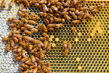 Bees on Vibrant Honeycomb Close-Up in Motion