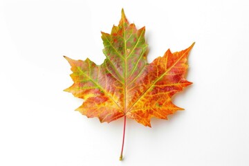 A single red and green leaf placed on a white surface