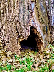 hollow tree
