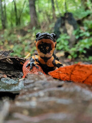 Close up of Fire salamander (Salamandra salamandra) taken in its habitat with forest background....