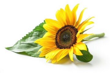 Obraz premium A solitary sunflower grows on a white surface, surrounded by lush green leaves
