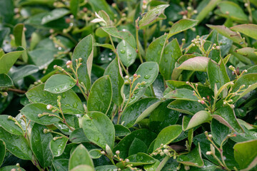 Hedge cotoneaster plant with young ovaries in summer, Cotoneaster lucidus, selective focus.
