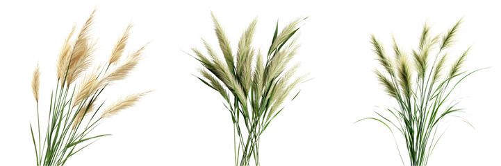 Fototapeta premium Set of a fresh, vibrant bunch of ornamental grass isolated on transparent background