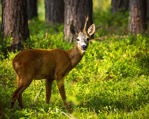 Sarna europejska czyli najczęściej spotykany w Polsce przedstawiciel jeleniowatych    © Rafa