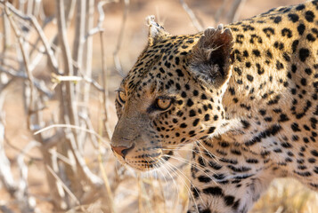 Female Leopard Portrait, Chobe National Park