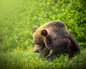 Niedźwiedź brunatny, gatunek drapieżnego ssaka  © Rafa