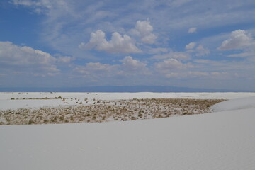A plant oasis surrounded by sand in White Sands National Park, New Mexico