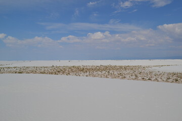 A plant oasis surrounded by sand in White Sands National Park