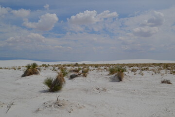 Sparse desert vegetation in White Sands National Park, New Mexico