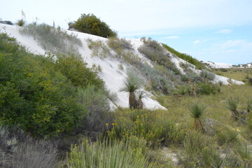 Dunes with a green grass in White Sands National Park, New Mexico