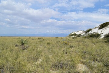 Prairie Grass and White Sands Dunes in White Sands National Park, New Mexico, USA