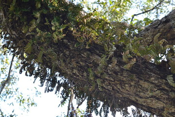 Mossy Tree Branch in Brazos Bend Park