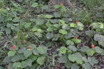 Mock Strawberry Ground Cover in Brazos Bend State Park, Texas