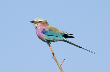 Lilac-Breasted Roller