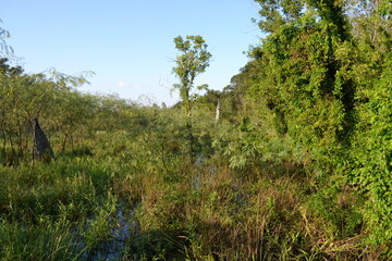 Dense Swamp Vegetation and Wetland Habitat in Brazos Bend State Park, Texas