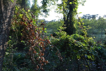 Lush Green Vines and Dense Forest Vegetation in Brazos Bend State Park, Texas