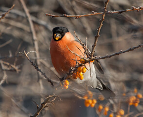 Bullfinch sits on the branch of Sea-buckthorn