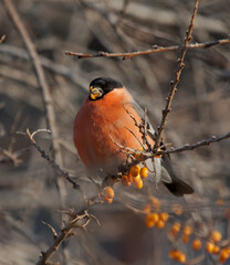 Bullfinch sits on the branch of Sea-buckthorn