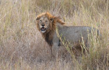 Kruger Male Lion