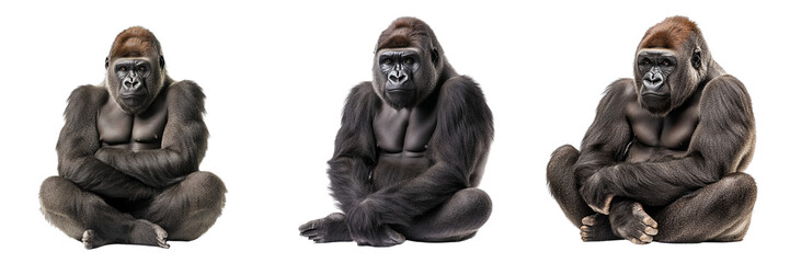 Obraz premium Set of A gorilla isolated on transparent background