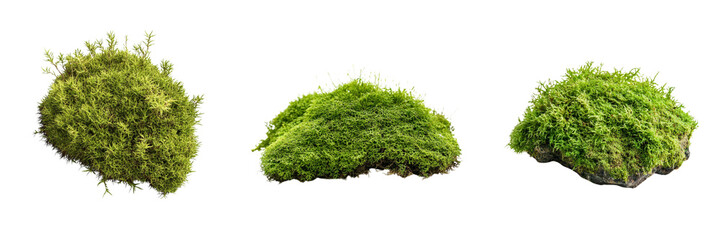 Set of a green moss clump, soft and textured isolated on transparent background