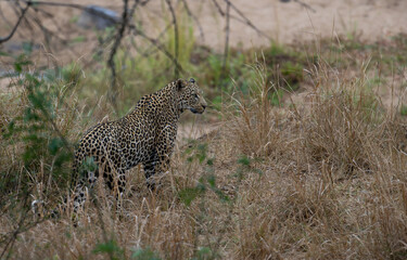 Male Kruger Leopard