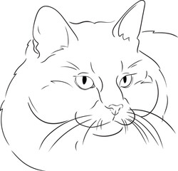 a pet, a large portrait of a cat. Linear artistic portrait of a fluffy cat face for a coloring book, detailed black and white illustration of a pet for creativity of children and adults