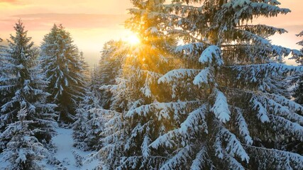Drone footage of the forest in winter time at sunset, landscape snow covered trees nature - beautiful Europe aerial pine forest mountain, season travel white frozen nature idyllic - Powered by Adobe