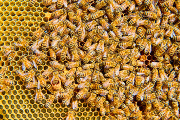 Busy Honeybees on Honeycomb Macro View