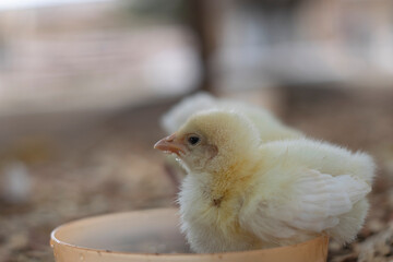chick