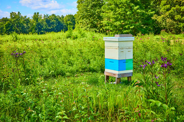 Colorful Beehive in Lush Field Eye-Level Perspective