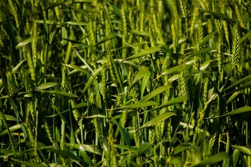Obraz premium Close-up of a lush green wheat field