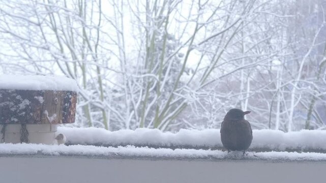blackbird, Turdus merula sitting on winter balcony, snowy, fluffy snowflakes fall on trees, ornithology, birds fauna europe, nature protection