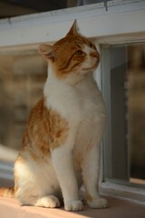 Gato en Fira, isla de Santorini, Grecia