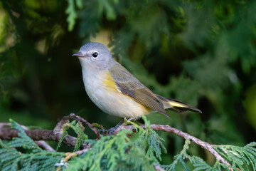 American Redstart 02