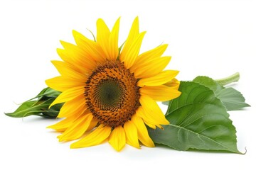 Obraz premium A bright yellow sunflower stands out against a simple white background, surrounded by lush green leaves
