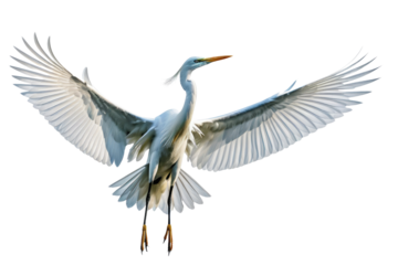Egret bird, wingspan unfurled as it takes flight, soaring high against a pristine white backdrop, wings detailed with delicate feather textures, capturing the essence of elegant avian movement