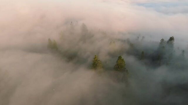 Foggy morning and over pine tree forest woodland, aerial drone fottage. Beskids Mountains, Poland.