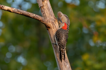 Red-Bellied Woodpecker Fledgling 11