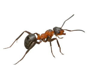 Seitliche Nahaufnahme einer roten Waldameise vor transparenten Hintergrund.