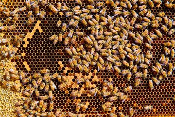 Honeybees on Vibrant Honeycomb Close-Up Motion