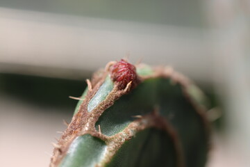 kaktus opuncja Opuntia zebrina cv. Reticulata