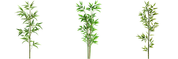 Set of A tall, graceful stalk of bamboo with lush green leaves isolated on transparent background