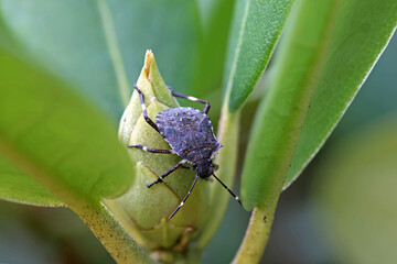 close up view of a brown marmorated stink bug on a green bud of rhododendron and blurred background