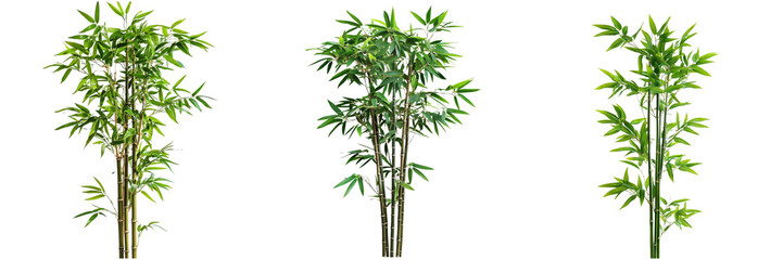 Naklejka premium Set of A tall, graceful stalk of bamboo with lush green leaves isolated on transparent background