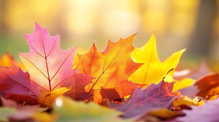 Fototapeta premium Colorful autumn leaves on the ground, with a blurred background of trees and sunlight.